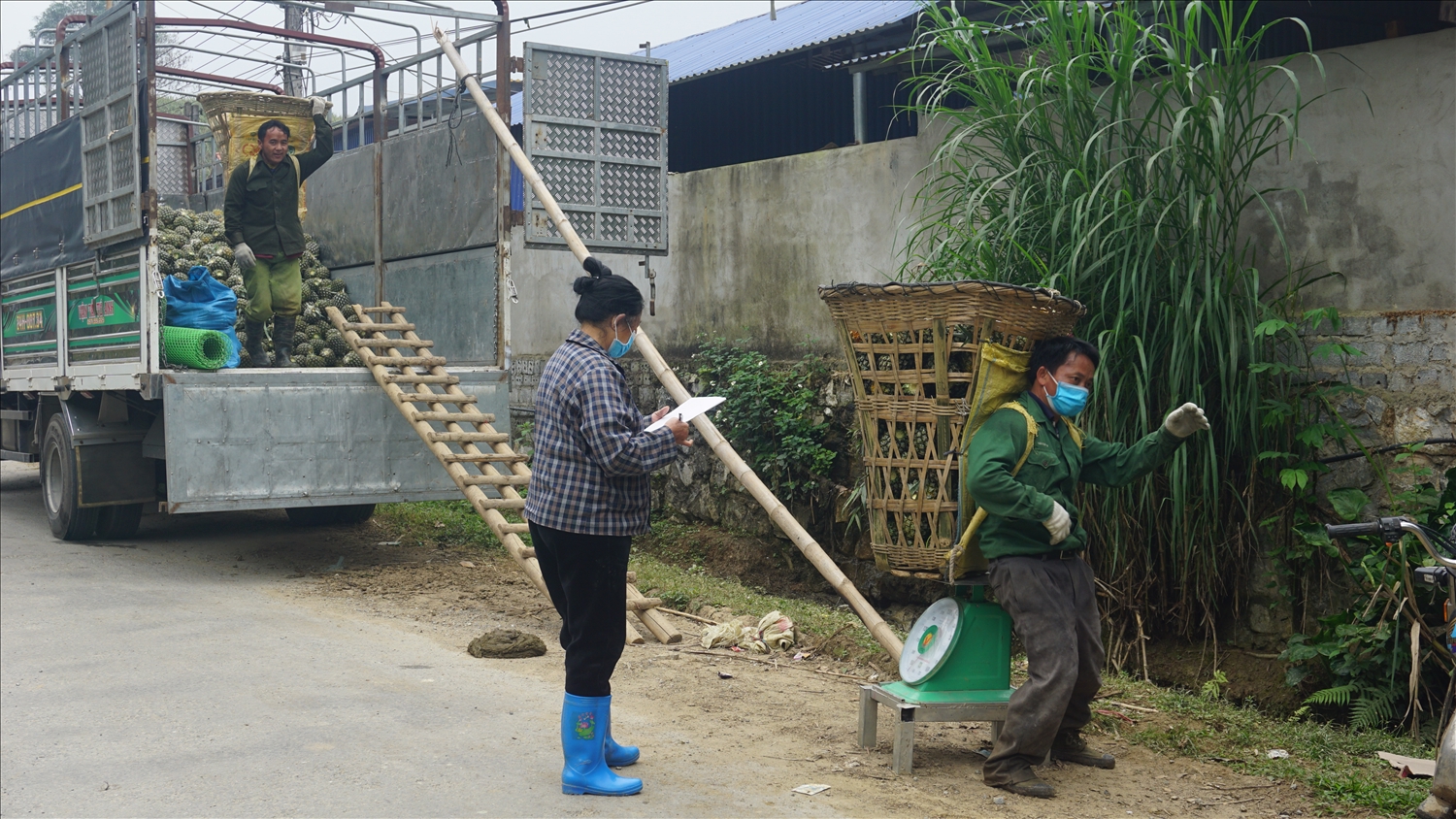 Cùng với việc bán lẻ dứa quả ra thị trường trong và ngoài tỉnh hiện nay tỉnh Lào Cai đang nỗ lực tìm kiếm các thị trường, siêu thị lớn bảo đảm đầu ra ổn định bền vững cho bà con nông dân
