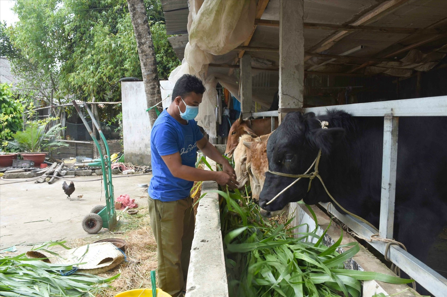 Ông Sơn Hang chăm sóc đàn bò sữa đang cho thu nhập ổn định