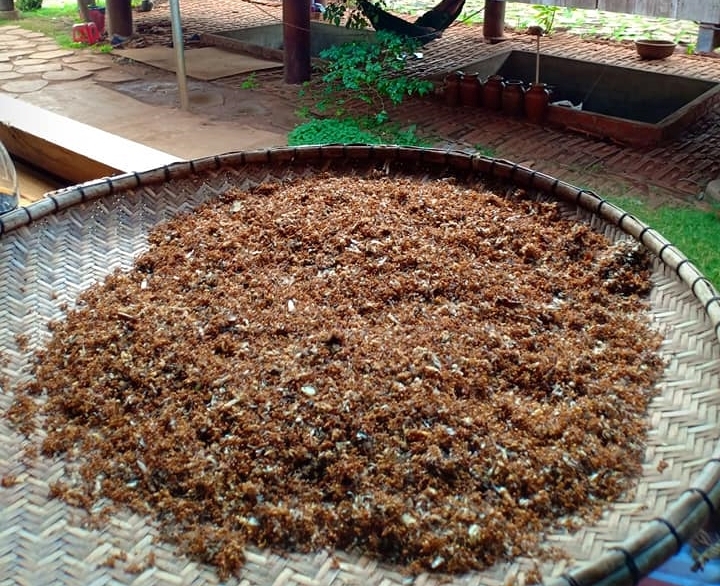 Kiến vàng phơi khô để làm muối kiến vàng ăn kèm bò một nắng