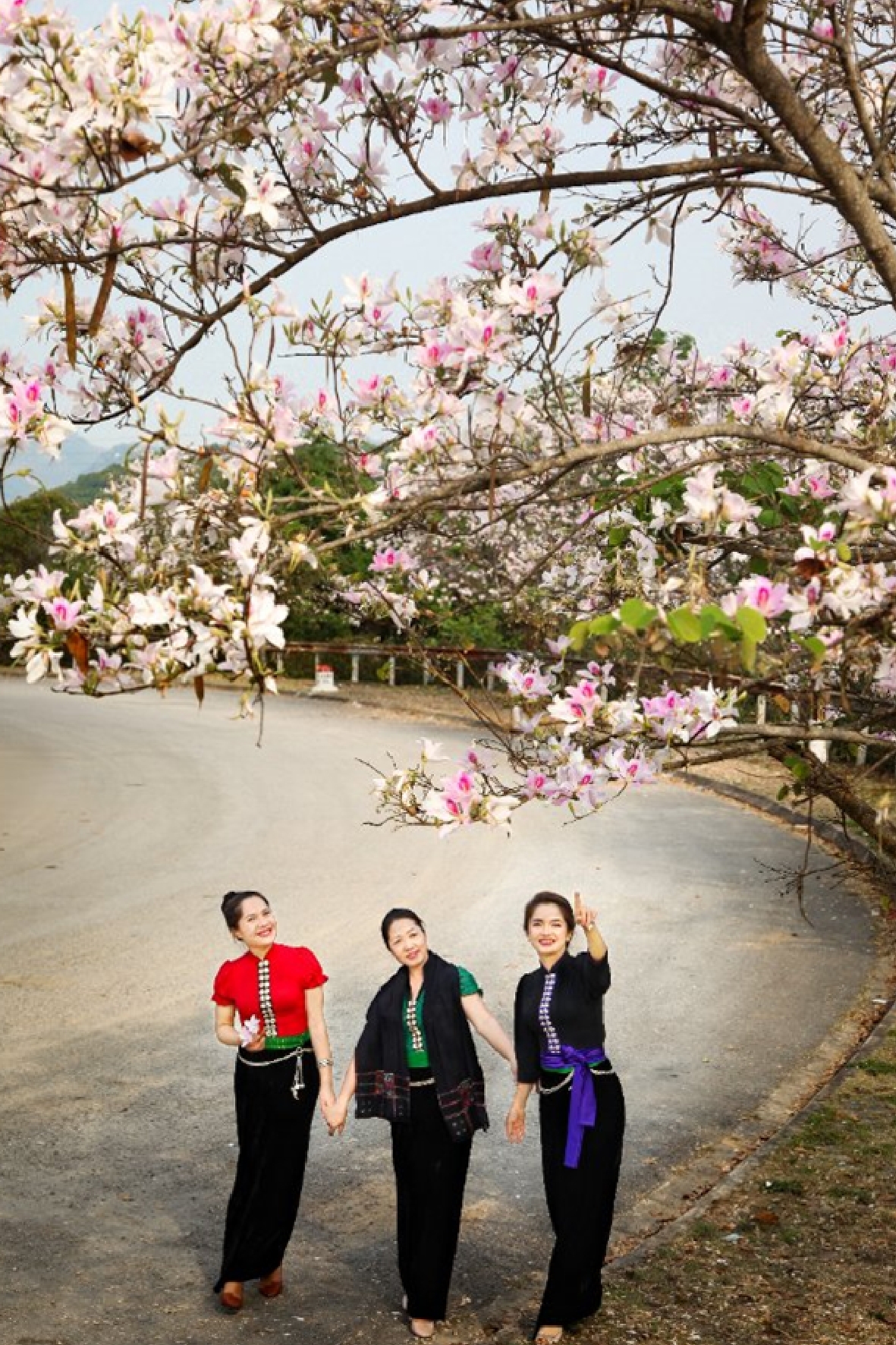Vẻ đẹp của hoa ban góp phần thu hút du lịch tỉnh Điện Biên (Ảnh tư liệu)