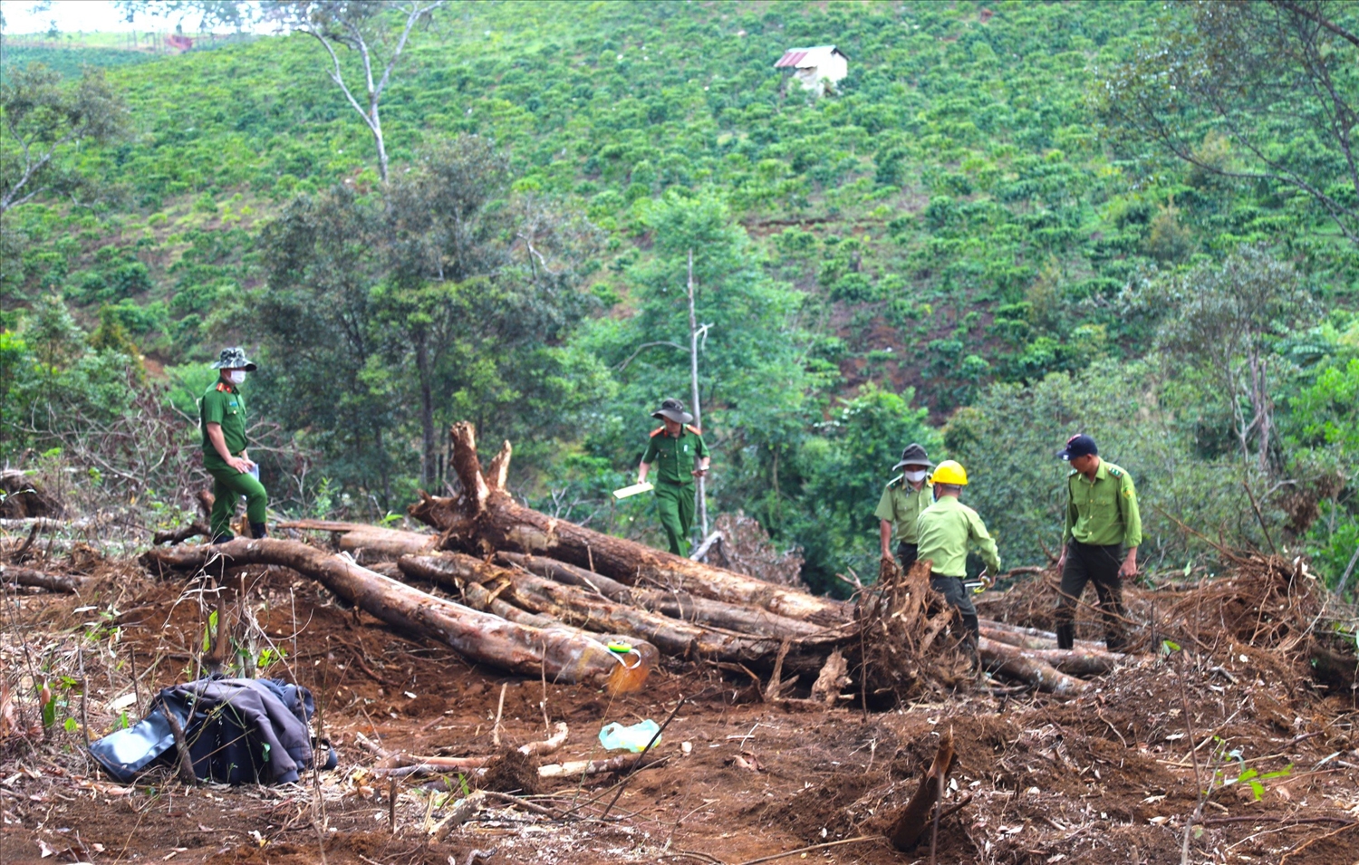 Lực lượng chức năng khám nghiệm hiện trường vụ phá rừng