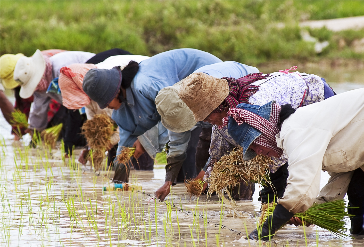 Nông dân Campuchia cấy lúa trên đồng ruộng
