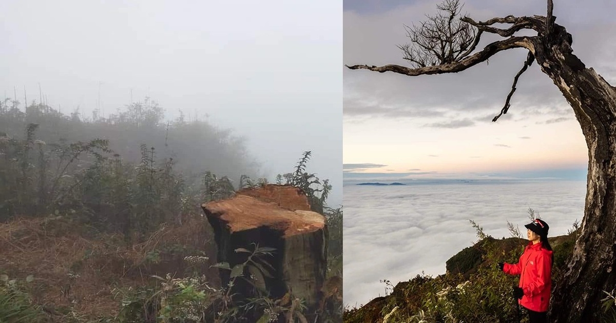 Hình ảnh cây phong ba ở Lảo Thẩn trước và sau khi bị đốn hạ đang được chia sẻ rộng rãi trên mạng xã hội cuối năm 2021