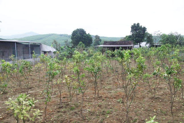 Người dân tại xã Kỳ Hoa thuộc thị xã Kỳ Anh (Hà Tĩnh) trồng cây để đón đầu tự án chờ đền bù