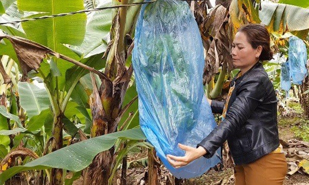 Tiên phong trồng chuối Laba là gia đình bà Võ Thị Thu (ngụ xã Đạ K'Nàng, huyện Đam Rông, tỉnh Lâm Đồng)