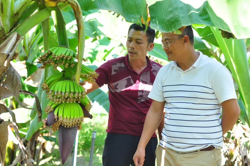 Người dân chia sẻ kinh nghiệm trồng và chăm sóc chuối Laba