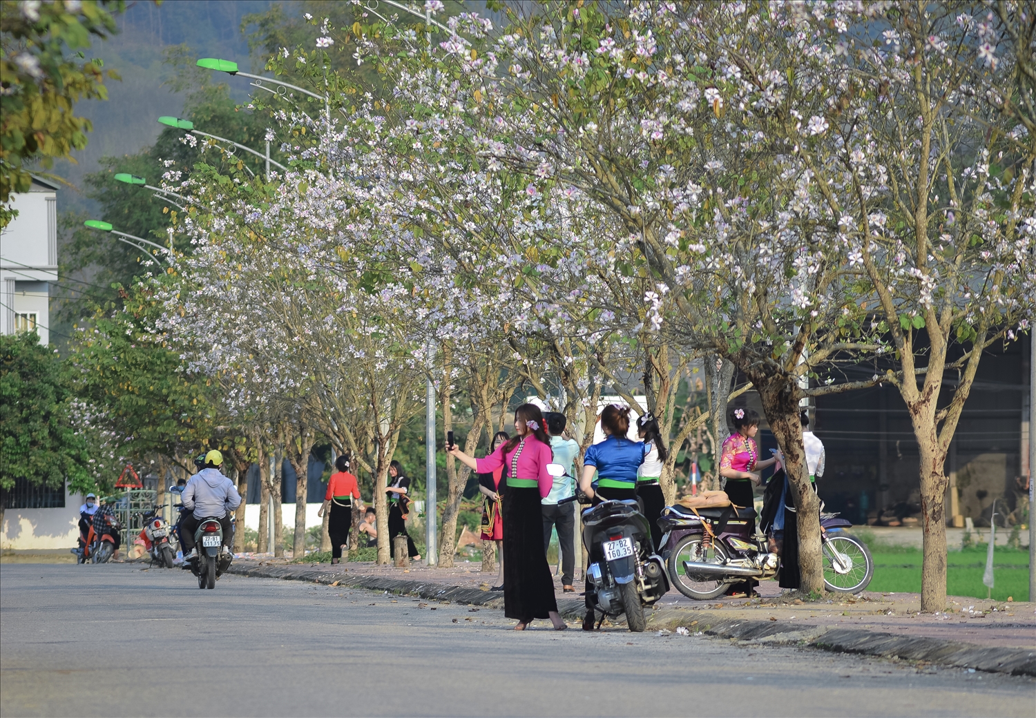 Hoa Ban đang nở rực rỡ trên khắp các tuyến phố ở TP Điện Biên Phủ