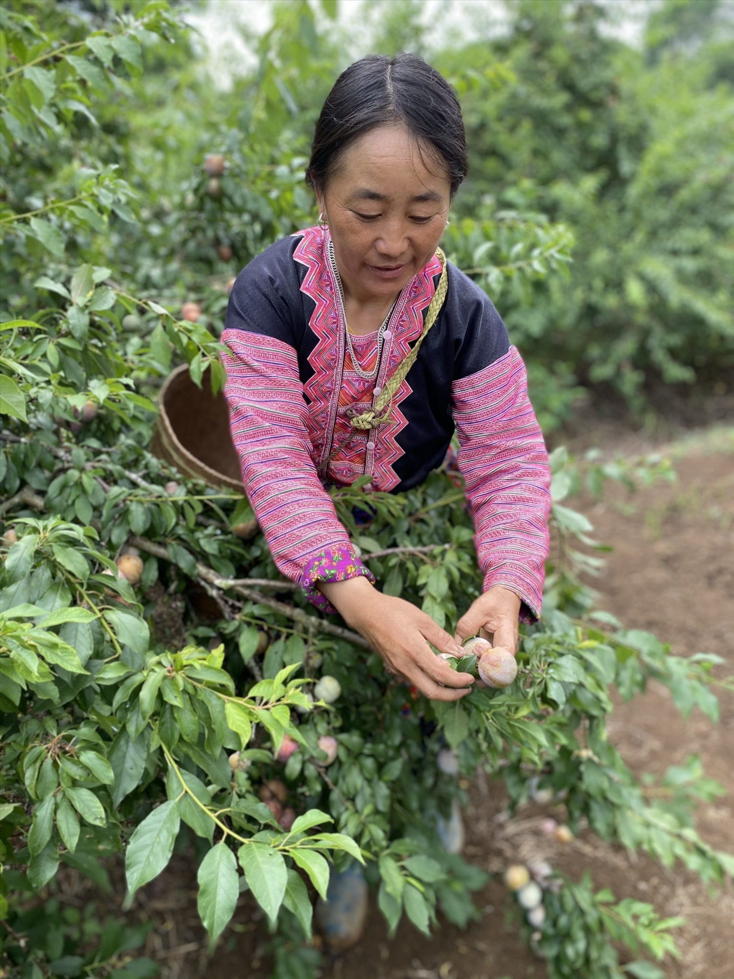 Cây mận hậu mang lại giá trị kinh tế cao cho người nông Yên Châu, Sơn La