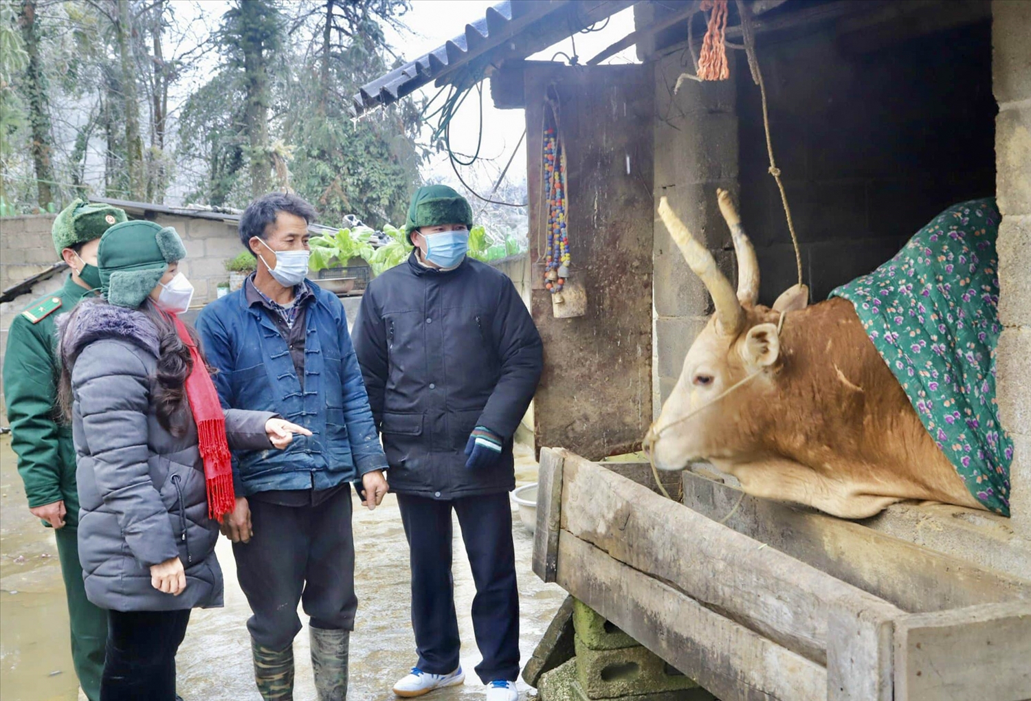 Lãnh đạo huyện Mèo Vạc kiểm tra việc phòng, chống dịch bệnh cho trâu, bò tại các xã biên giới