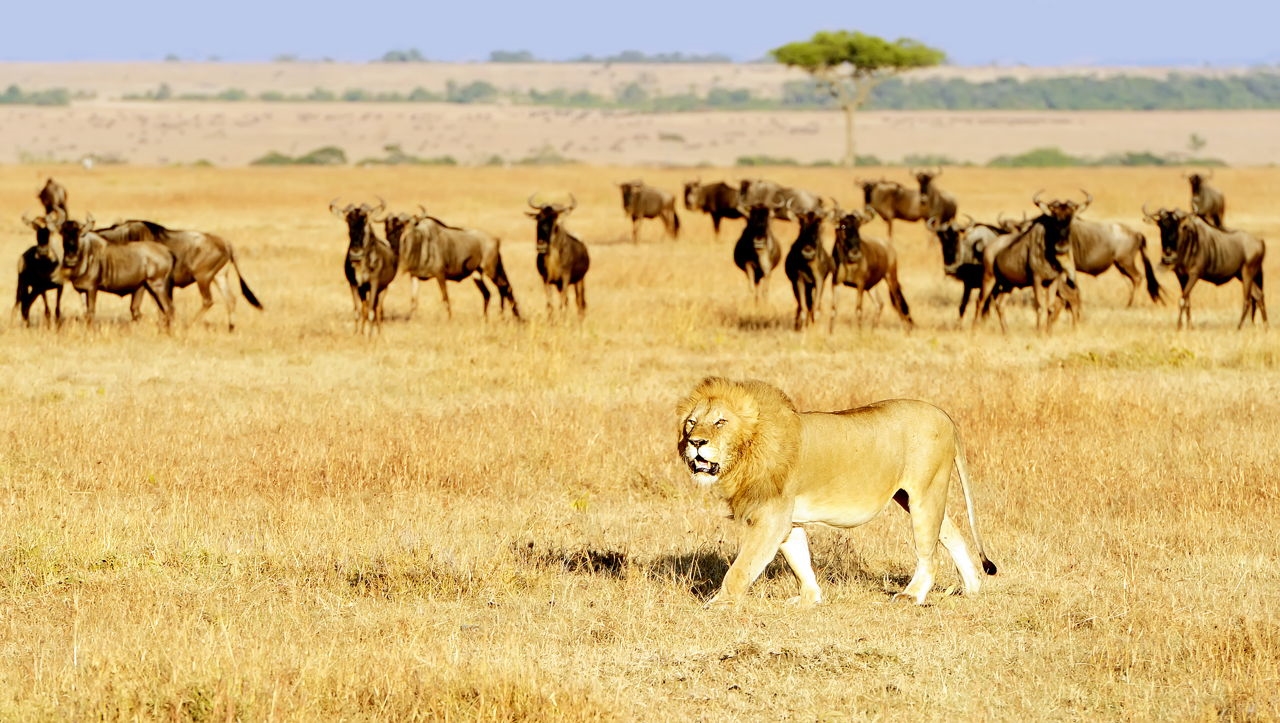 Chúa sơn lâm- sư tử trên đồng cỏ Maasai Mara 