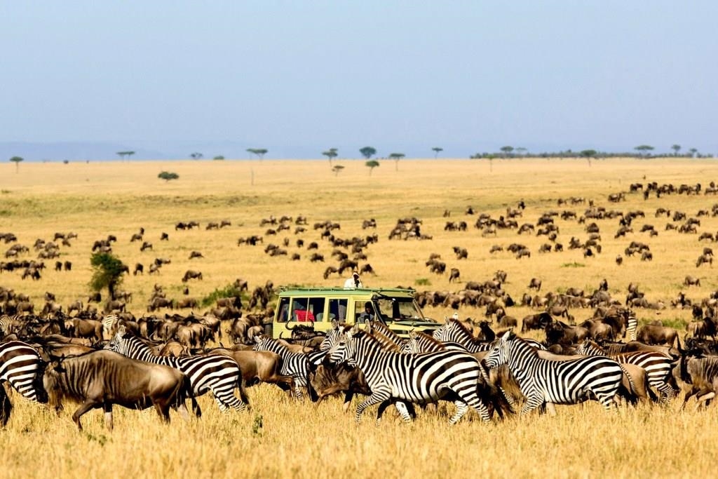 Đàn ngựa vằn trong Khu bảo tồn Quốc gia Maasai Mara 