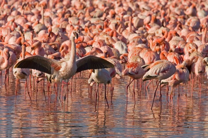 Chim hồng hạc tại hồ Nakuru