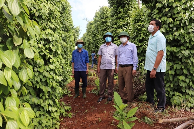Vườn tiêu mang lại hiệu quả kinh tế cao của nông dân ở thị trấn Hồ Xá, huyện Vĩnh Linh