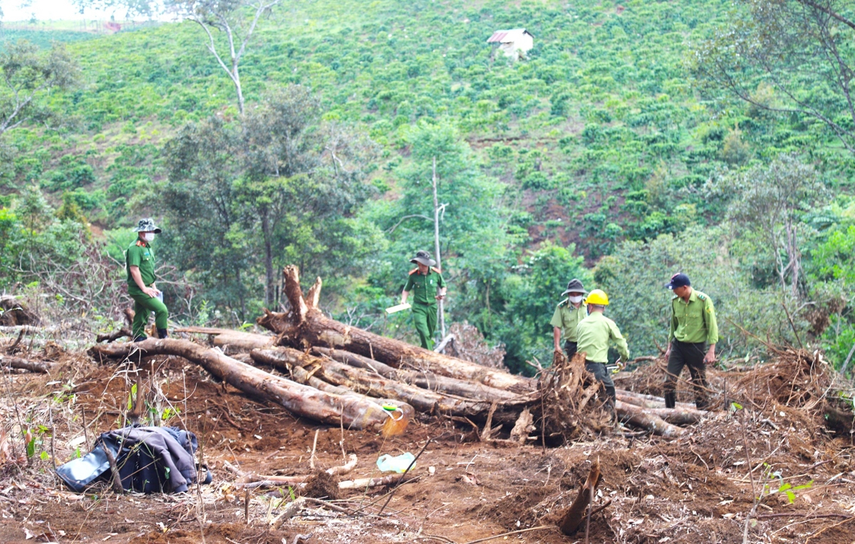Hiện trường vụ phá rừng tại Tiểu khu 613, xã Lộc Phú, huyện Bảo Lâm