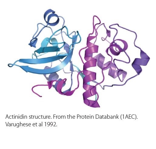 Khả năng thủy phân protein của actinidin có thể hỗ trợ hệ tiêu hóa con người