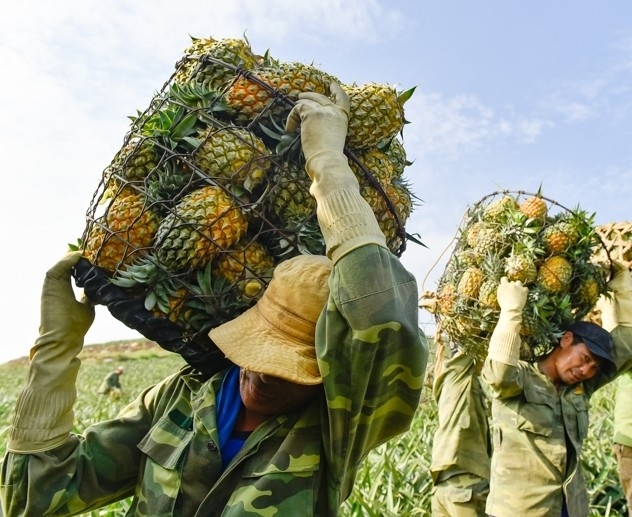 Nhóm thợ của anh Bùi Văn Đoàn, dân tộc Mường ở Thạch Thành xuống xã Hà Trung thu hoạch dứa thuê có 20 người, trung bình mỗi ngày thu hoạch khoảng 30-50 tấn dứa quả