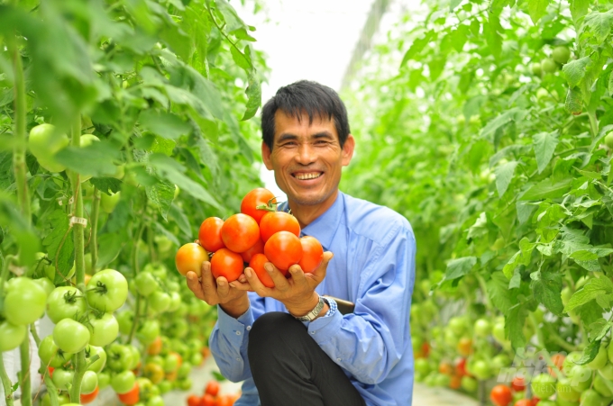 Nông dân Lâm Đồng thu hoạch cà chua từ mô hình nông nghiệp ứng dụng công nghệ cao (ảnh: Minh Hậu)