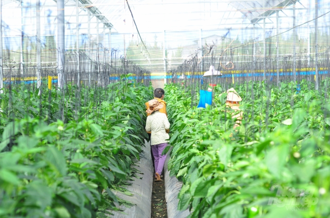 Tỉnh Lâm Đồng đẩy mạnh các mô hình nông nghiệp ứng dụng công nghệ cao, nông nghiệp hữu cơ để nâng cao giá trị sản xuất (ảnh: Minh Hậu).