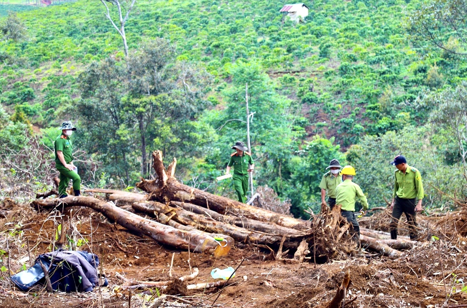  Hiện trường vụ phá rừng tại tiểu khu 613, xã Lộc Phú, huyện Bảo Lâm, tỉnh Lâm Đồng