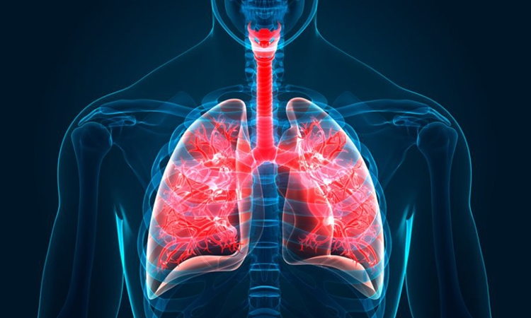 Mô phỏng phổi của con người. Ảnh: Shutterstock