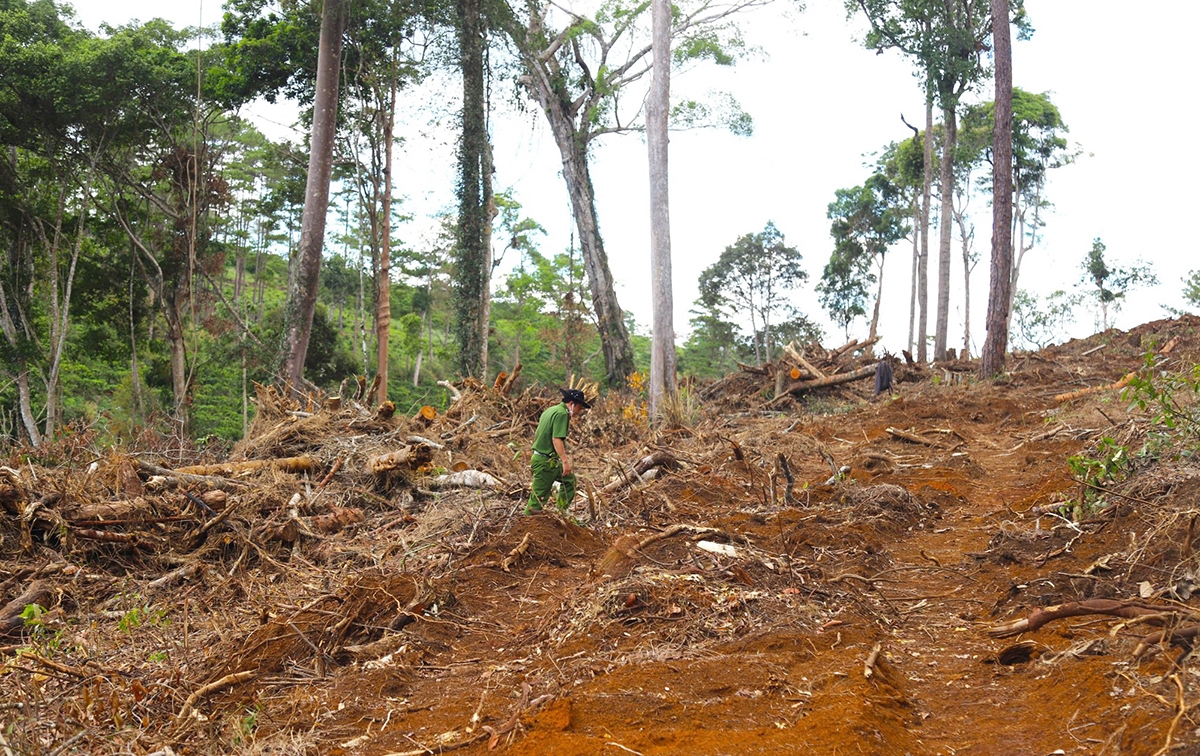 Hiện trường vụ phá rừng tại Tiểu khu 613, xã Lộc Phú