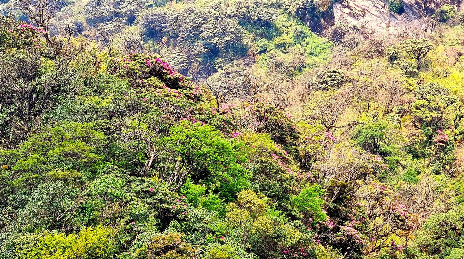Tả Liên Sơn với những khu rừng nguyên sinh cùng thảm thực vật vô cùng đa dạng và phong phú. 