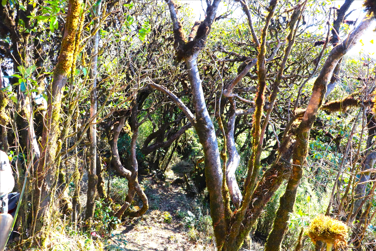 Để chinh phục được đỉnh Tả Liên Sơn, không còn cách nào khác, du khác phải lách qua những con đường mòn, xung quanh được bao bọc bởi những lớp cây rêu phủ.