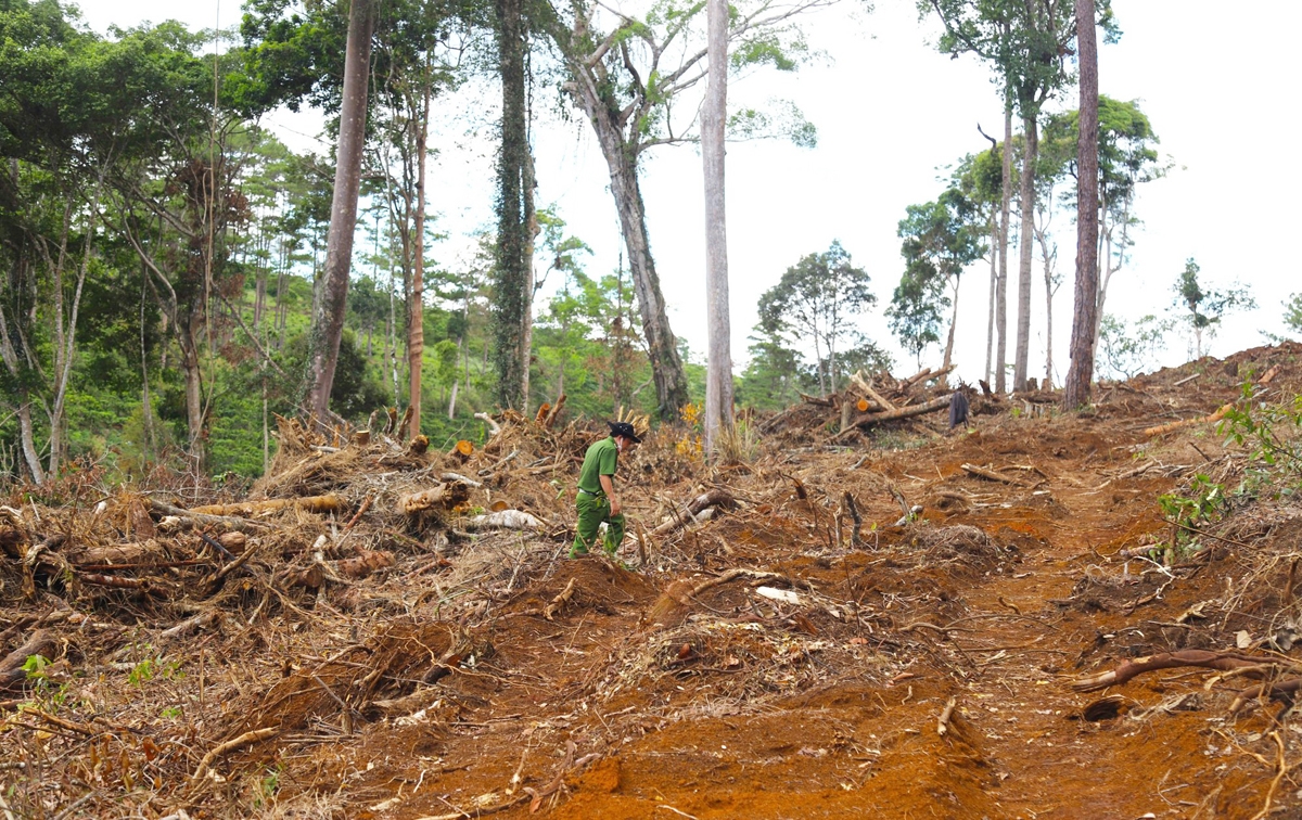 Hiện trường vụ phá rừng tại xã Lộc Phú, huyện Bảo Lâm gây bức xúc thời gian qua