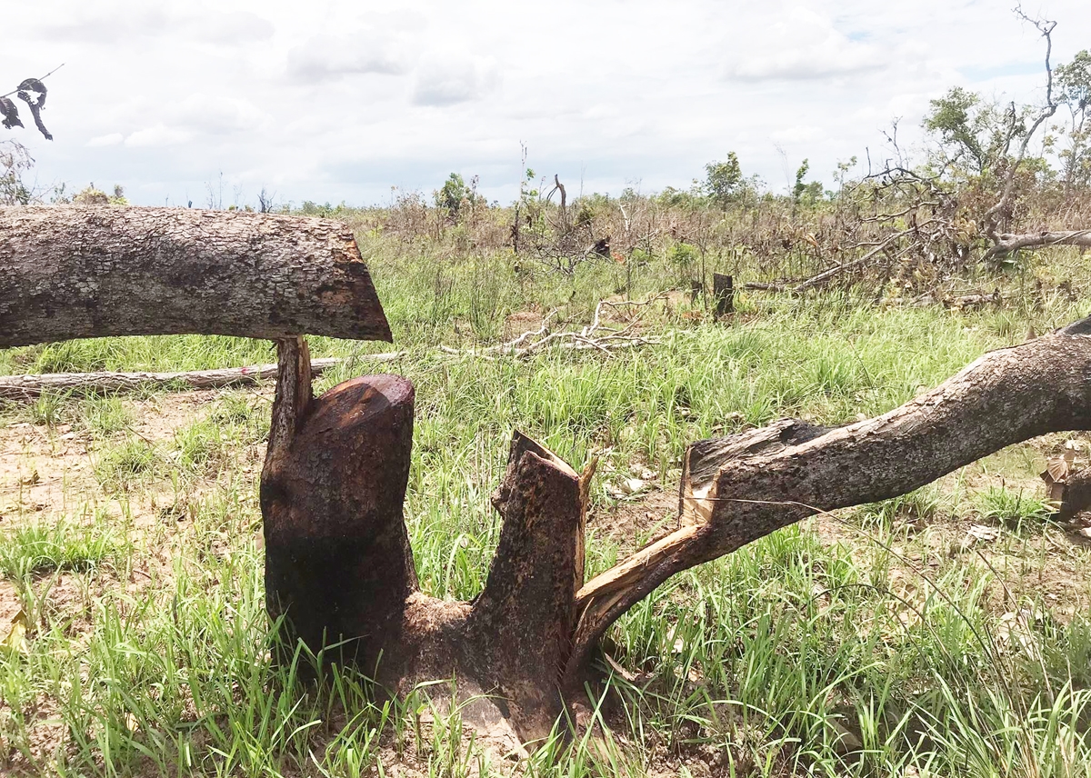 Nhiều cây gỗ bị cưa hạ ngổn ngang tại hiện trường vụ phá rừng