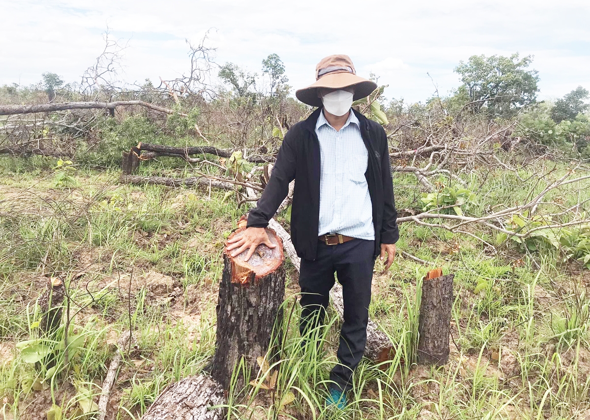 Diện tích lớn rừng tại xã Ya Tờ Mốt, huyện Ea Súp bị phá