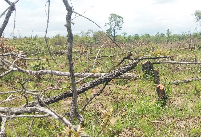 Khu vực rừng bị phá tại xã Ya Tờ Mốt, huyện Ea Súp diện rộng hàng trăm héc ta