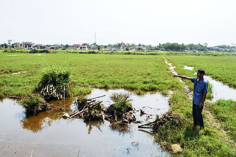 Ông Trần Văn Sằn, Phó Trưởng thôn Tường Vân tiếc nuối về diện tích đất trồng lúa của thôn bỏ hoang do nhiễm mặn