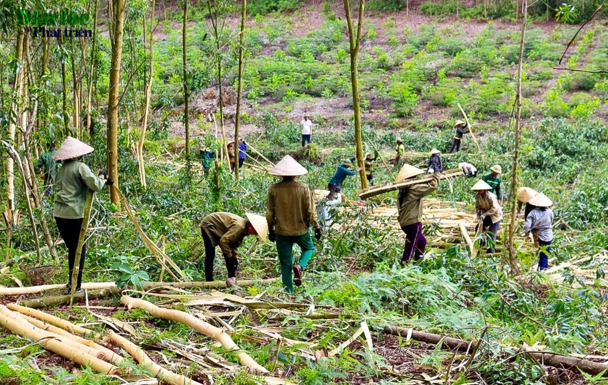 Do đã bán đất rừng được giao, nhiều lao động người đồng bào DTTS trở thành người bóc vỏ, vác gỗ keo cho những doanh nghiệp có nhiều đất rừng sản xuất