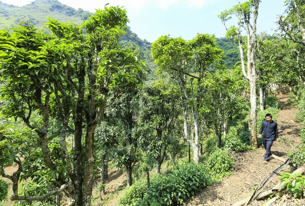 Gia đình ông Hạng A Chứ hiện đang sở hữu nhiều cây chè cổ thụ nhất huyện Tủa Chùa