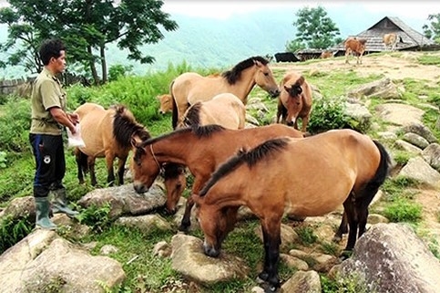 Mô hình chăn nuôi ngựa của Thò Bá Vừ ở bản Pà Khốm