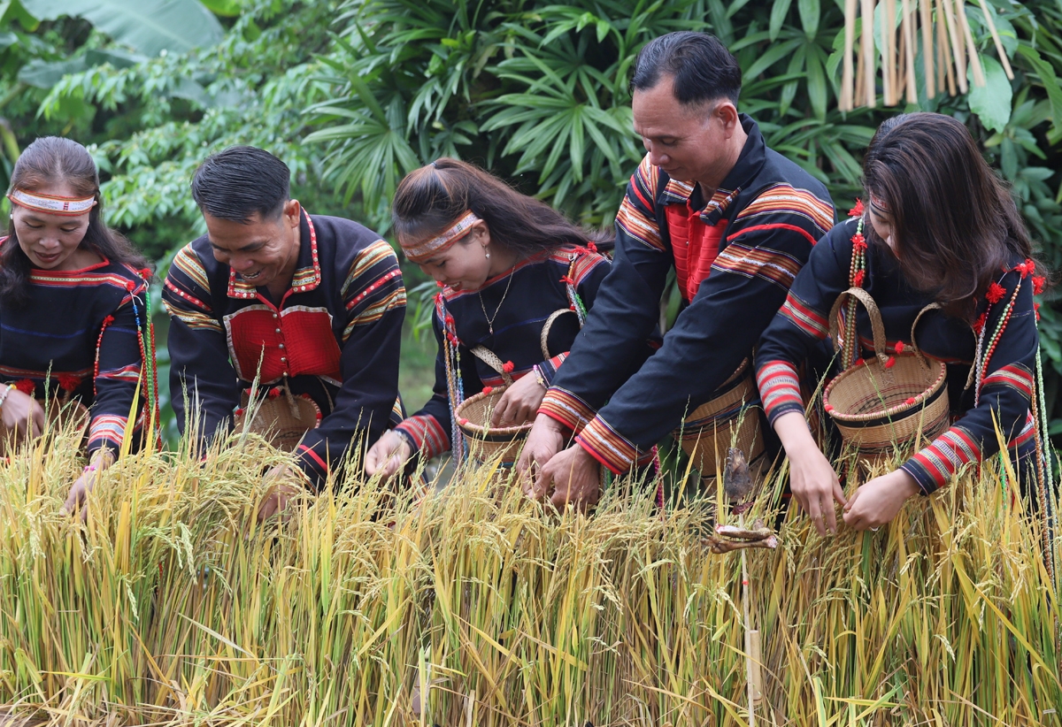 Tái hiện Lễ cúng mừng lúa mới của dân tộc Gia Rai