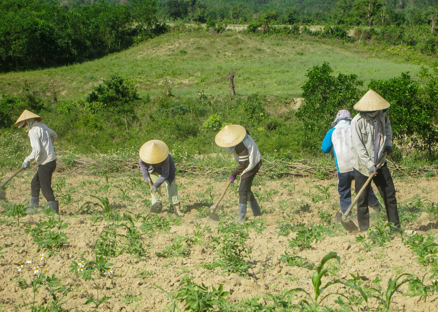 Nhiều hộ dân miền núi Quảng Ngãi đã thay đổi tập quán sản xuất vươn lên thoát nghèo (trong ảnh người dân chăm sóc cây sắn)