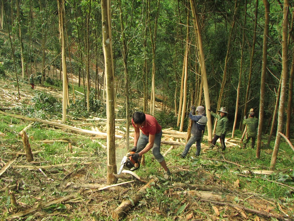 Nhiều diện tích rừng cây gỗ lớn bản địa ở Nghệ An được khoanh nuôi, chăm sóc và bảo vệ tốt