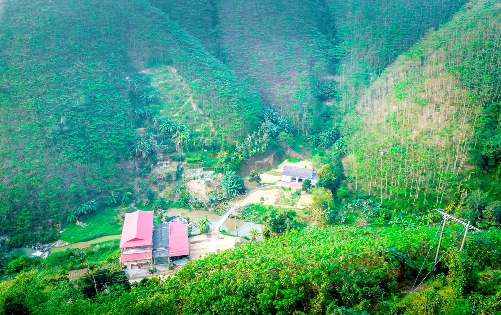 Những cánh rừng trẩu xanh mát mắt ở Mã Yên Sơn đang góp phần nâng cao thu nhập, xóa đói giảm nghèo cho bà con nông dân