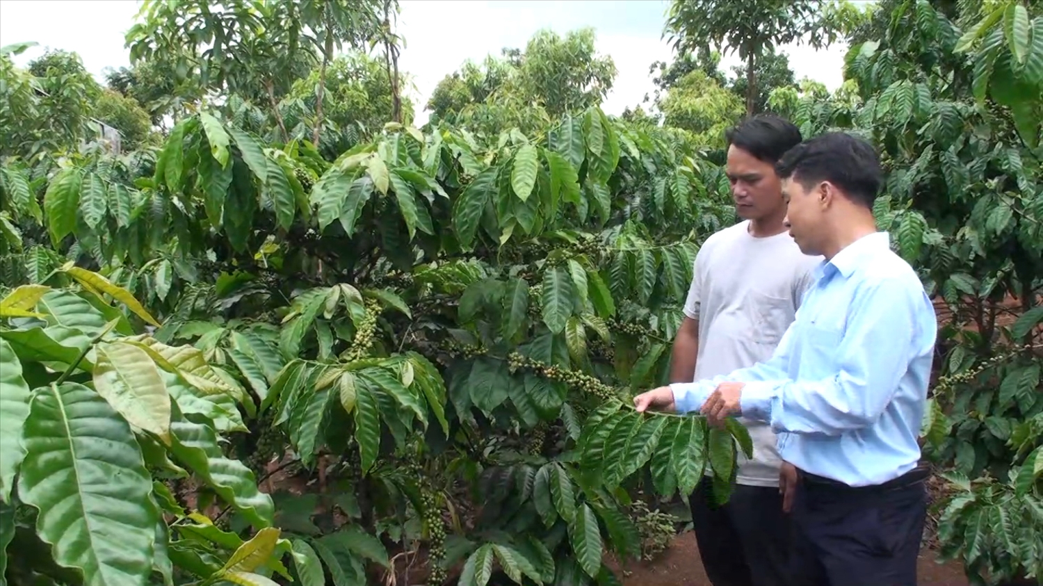 Các hộ dân làng TĐC Ktu Dơng, xã Hra trồng cây cà phê từ các vốn vay ngân hàng phát triển kinh tế bền vững