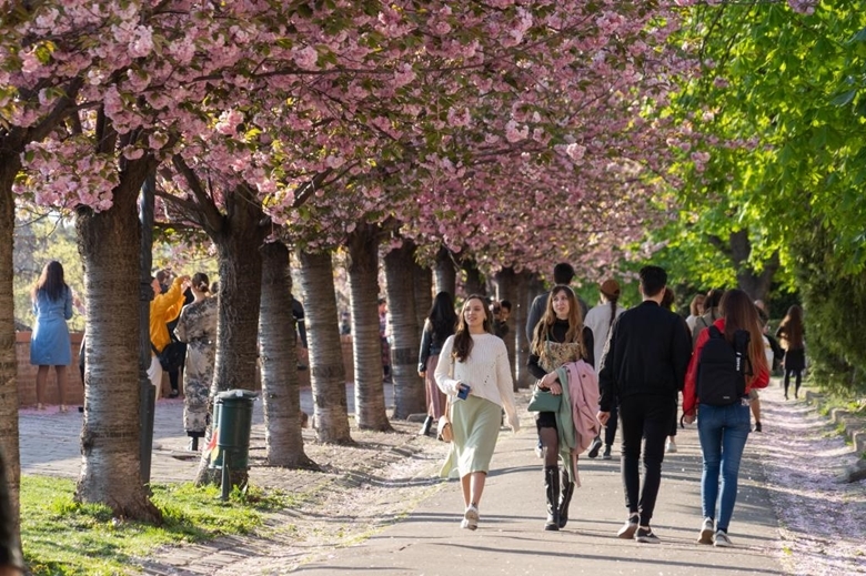 Người dân đi dạo dưới những tán hoa anh đào nở rộ trên đồi Lâu Đài ở Budapest, Hungary, ngày 21/4/2022 (Ảnh: Xinhua)