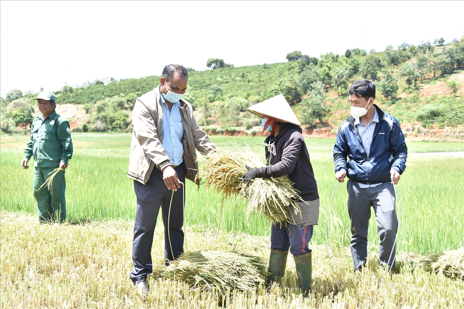 Anh Ksor Tư cùng ra đồng với dân làng để hướng dẫn bà con trồng lúa, xây dựng thương hiệu gạo A Sanh