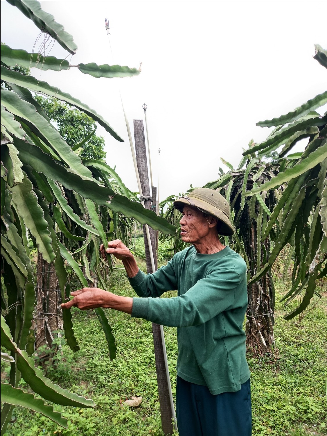 Cựu binh Lê Đa Kiểu ở làng Linh Hải, xã Vĩnh Thủy (Vĩnh Linh) giờ vui thú với ruộng vườn