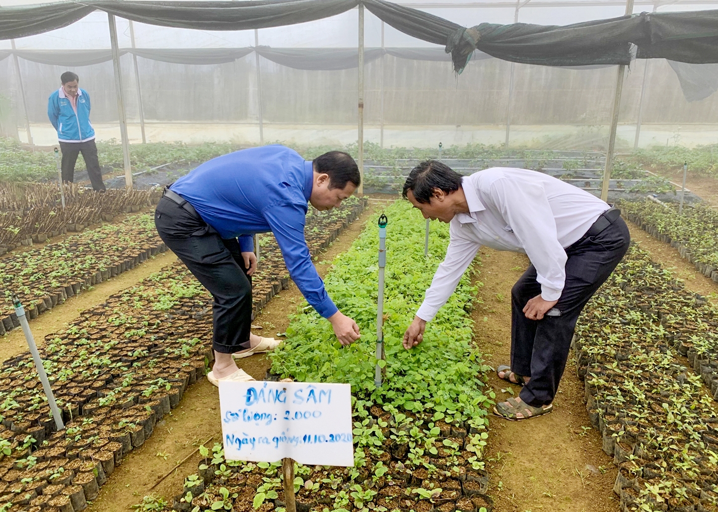 Chủ tịch UBND tỉnh Bình Định Nguyễn Phi Long thăm vườn ươm cây dược liệu tại xã vùng cao An Toàn