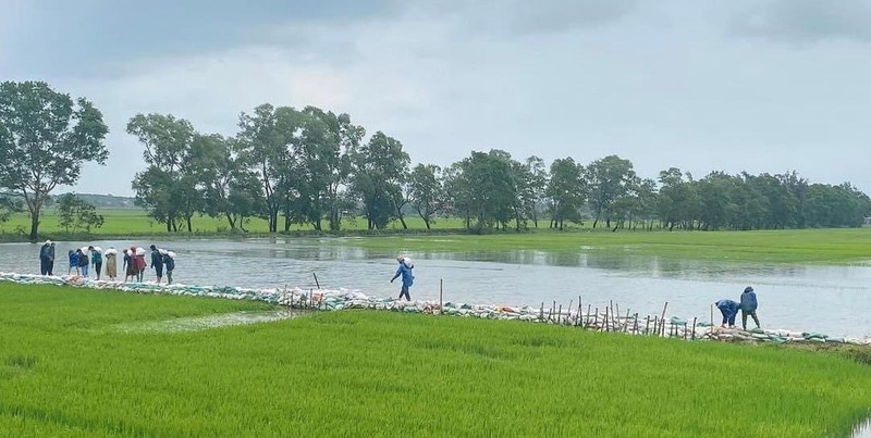  Khi xuất hiện mưa lũ trái mùa, chính quyền và người dân xã Hoa Thủy (Lệ Thủy, Quảng Bình) đã nỗ lực tạo đê để ngăn nước ngập vào lúa xuân