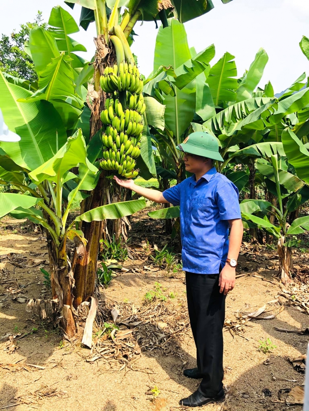 Ông Nguyễn Mạnh Hùng, Chủ tịch UBND huyện A Lưới tham quan mô hình trồng chuối trên địa bàn huyện