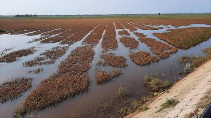 Do ngập sâu, ngập lâu nên nhiều diện tích lúa xuân ở huyện Hải Lăng (Quảng Trị) không còn khả năng phục hồi sinh trưởng