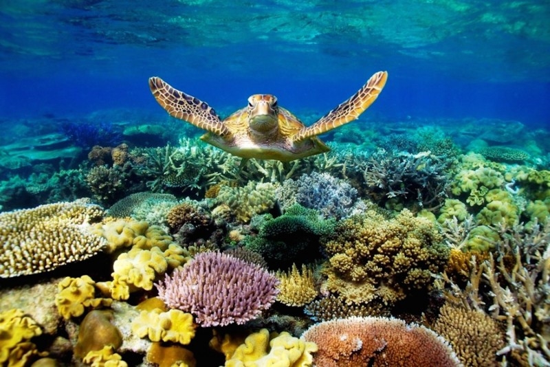Loài rùa có nguy cơ cao bị tuyệt chủng (Trong ảnh: Rùa biển ở Côn Đảo)