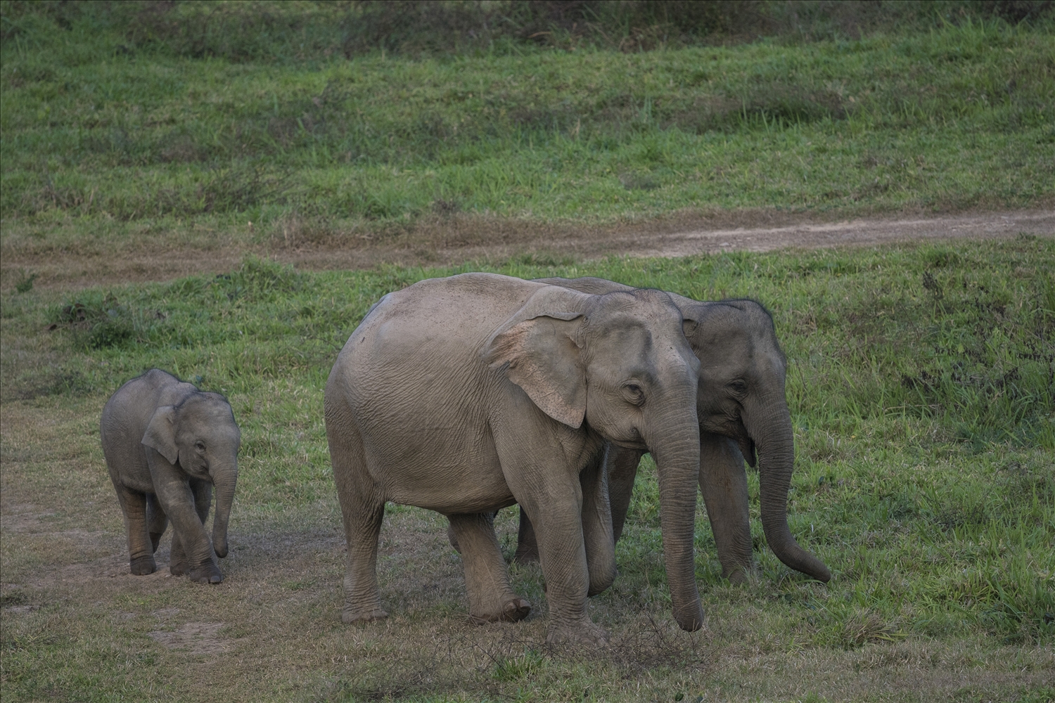 Những cá thể voi tại Vườn Quốc gia Pù Mát (Nghệ An) - Ảnh tư liệu