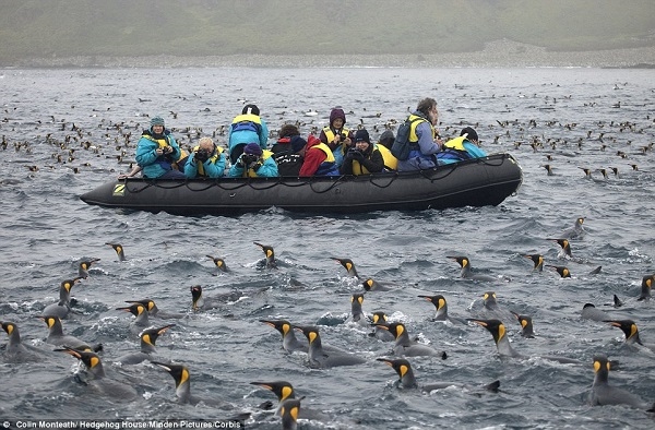 Khách du lịch chụp ảnh những chú chim cánh chụt “đầm mình” trong đại dương.